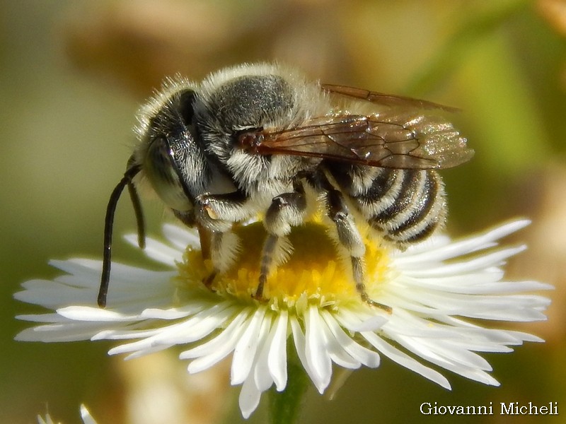 Apidae Megachilinae:  Megachile sp.